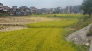 Mature Rice Plants
